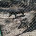 Indivíduo identificado em Leiria por posse ilegal de sete javalis