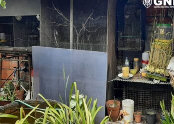 GNR de Leiria liberta 25 aves autóctones e exóticas em cativeiro