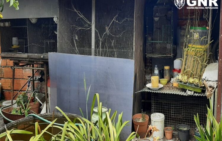 GNR de Leiria liberta 25 aves autóctones e exóticas em cativeiro