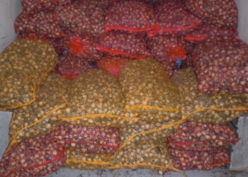 Apreendidos 390 quilos de bivalves em Caldas da Rainha
