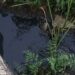 Descarga poluente em Ansião deixa rio Nabão pintado de negro