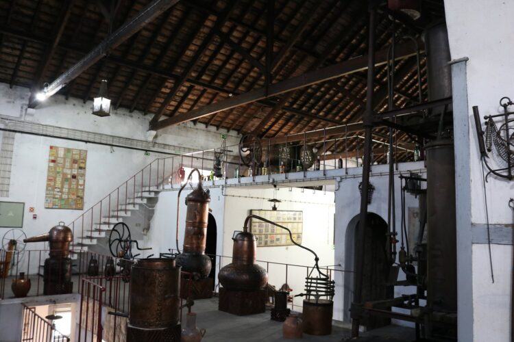 Museu do Vinho de Alcobaça abre novas áreas após requalificação de 460 mil euros