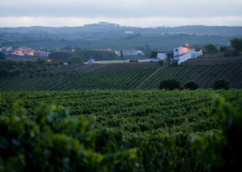 Cinco casos de exploração de imigrantes na agricultura no distrito de Leiria