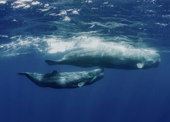Escola Superior de Turismo e do Mar fala sobre o planeta e os oceanos com a exposição “Mãe Nossa”