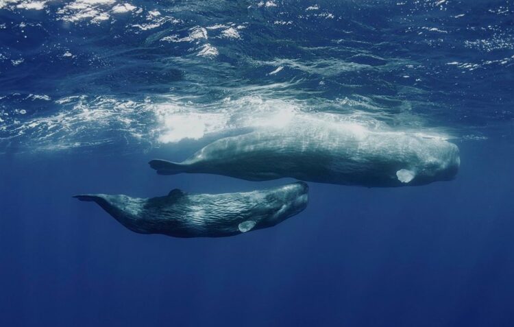 Escola Superior de Turismo e do Mar fala sobre o planeta e os oceanos com a exposição “Mãe Nossa”