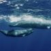 Escola Superior de Turismo e do Mar fala sobre o planeta e os oceanos com a exposição “Mãe Nossa”