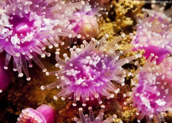Biólogo usa a fotografia para alertar para as ameaças aos oceanos