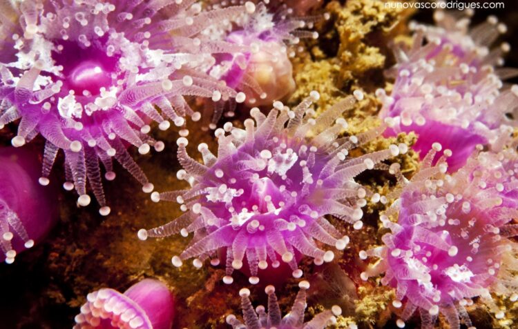 Biólogo usa a fotografia para alertar para as ameaças aos oceanos