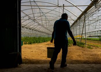 Área cultivada no Vale do Lis está a aumentar desde 2014