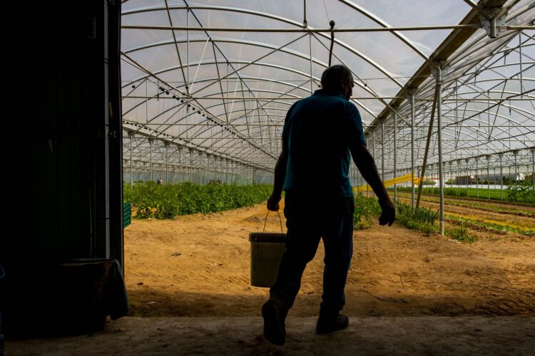 Área cultivada no Vale do Lis está a aumentar desde 2014