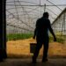 Área cultivada no Vale do Lis está a aumentar desde 2014