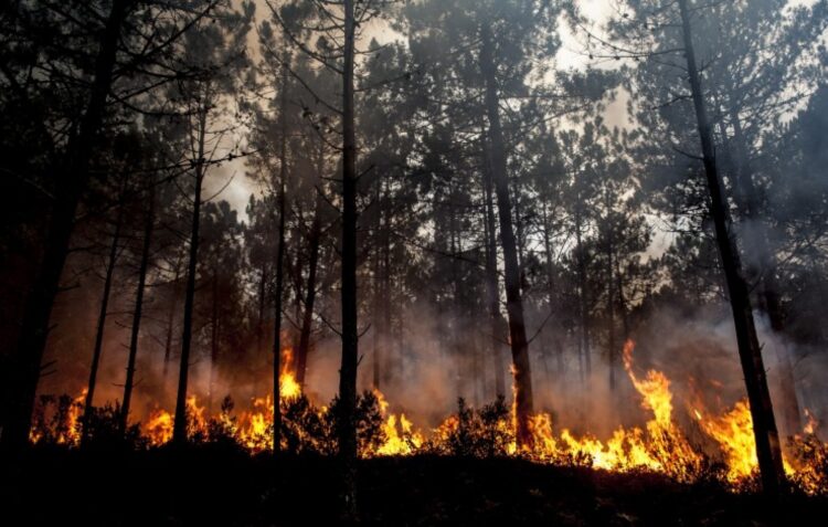 Autora da reportagem A Máfia do Pinhal, sobre o incêndio de 2017 na Mata Nacional de Leiria, acusada por difamação
