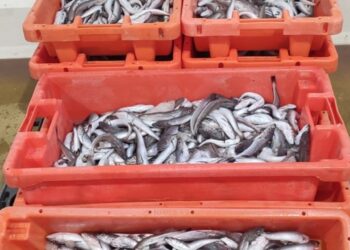GNR apreende mais de 100 quilos de pescada