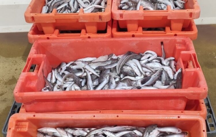 GNR apreende mais de 100 quilos de pescada