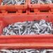 GNR apreende mais de 100 quilos de pescada
