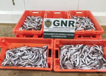 GNR apreendeu 108 quilos de pescada na Nazaré