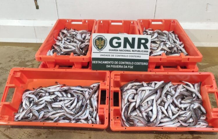 GNR apreendeu 108 quilos de pescada na Nazaré