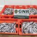 GNR apreendeu 108 quilos de pescada na Nazaré