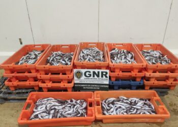 GNR da Nazaré apreende 210 quilos de pescada subdimensionada