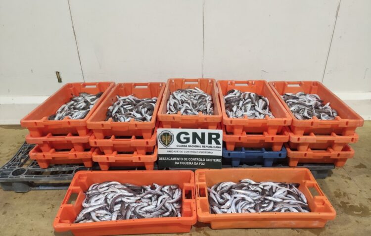 GNR da Nazaré apreende 210 quilos de pescada subdimensionada