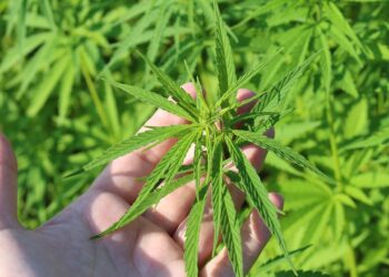 Cannabis medicinal, o novo filão já floresce por cá