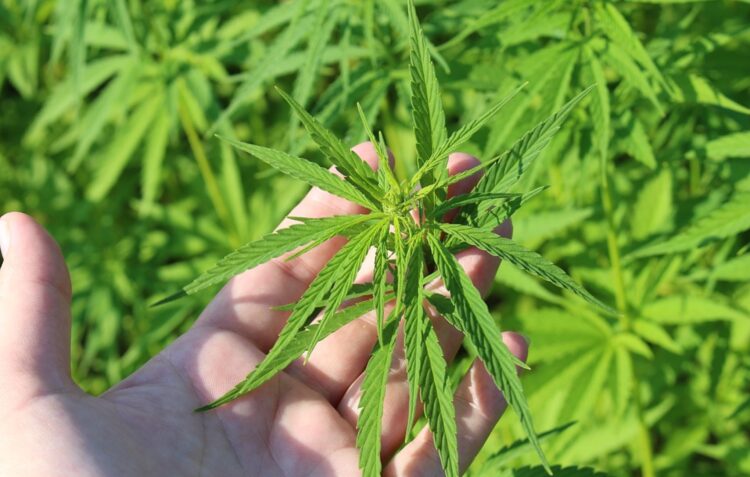 Cannabis medicinal, o novo filão já floresce por cá