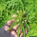Cannabis medicinal, o novo filão já floresce por cá