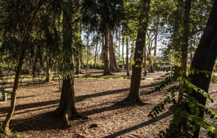 Ferro Rodrigues inaugura esta terça-feira a requalificação do parque do Tremelgo no Pinhal de Leiria