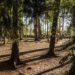 Ferro Rodrigues inaugura esta terça-feira a requalificação do parque do Tremelgo no Pinhal de Leiria