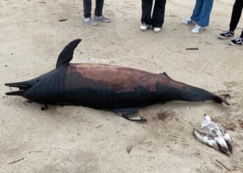 Jovens encontram golfinho em estado avançado de decomposição na praia da Vieira