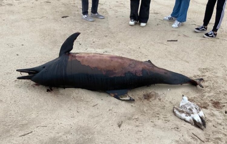 Jovens encontram golfinho em estado avançado de decomposição na praia da Vieira