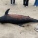 Jovens encontram golfinho em estado avançado de decomposição na praia da Vieira