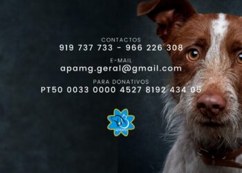 Associação Protectora de Animais da Marinha Grande diz que “bateu no fundo” e tem de pagar 2500 euros até sexta-feira