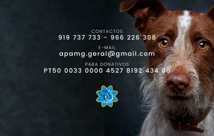 Associação Protectora de Animais da Marinha Grande diz que “bateu no fundo” e tem de pagar 2500 euros até sexta-feira