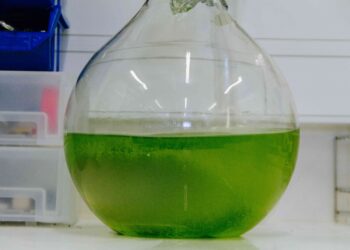 Politécnico de Leiria organiza curso sobre cultivo e utilização de microalgas