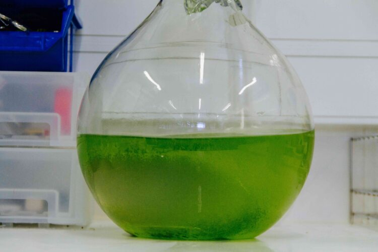Politécnico de Leiria organiza curso sobre cultivo e utilização de microalgas