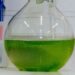Politécnico de Leiria organiza curso sobre cultivo e utilização de microalgas