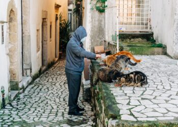Alcobaça lança campanha solidária para esterilização de animais domésticos