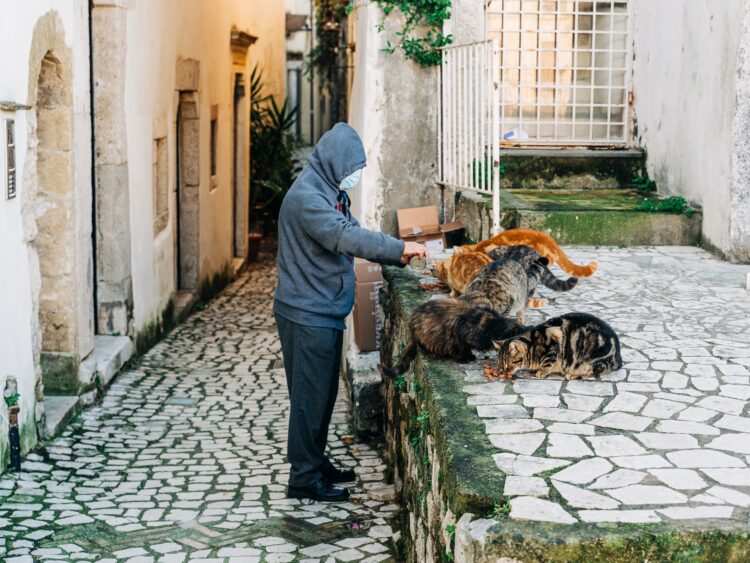 Alcobaça lança campanha solidária para esterilização de animais domésticos