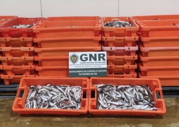 GNR apreende mais de 600 quilos de pescada de tamanho abaixo do legal em Alcobaça