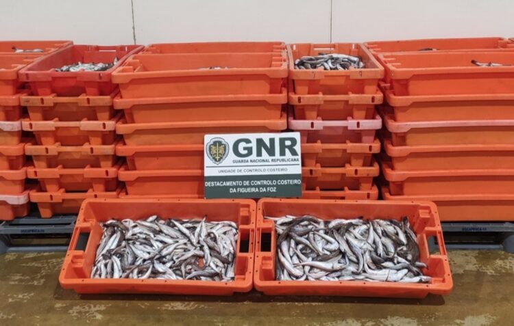 GNR apreende mais de 600 quilos de pescada de tamanho abaixo do legal em Alcobaça