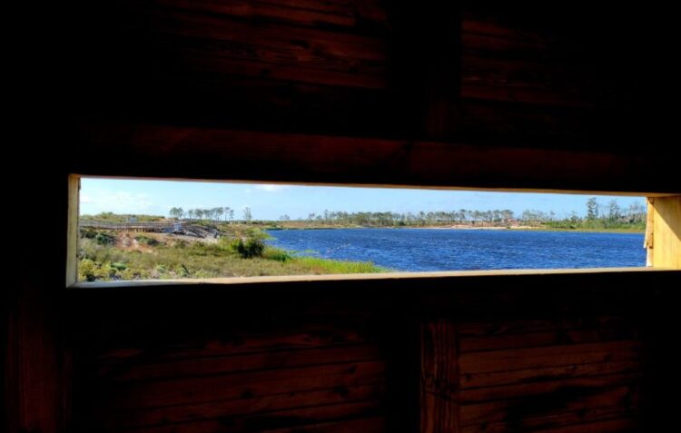 Ofereça um pouco do seu tempo e ajude a regar as árvores da Lagoa da Ervedeira