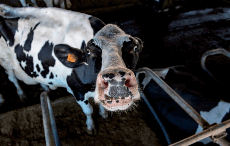Custo da ração e baixo preço do leite desesperam produtores
