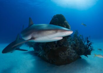 Investigador do Politécnico em estudo publicado na “Nature” sobre o impacto da pesca nos tubarões