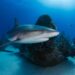 Investigador do Politécnico em estudo publicado na “Nature” sobre o impacto da pesca nos tubarões