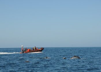 Golfinhos moram no Rio Sado, mas jantam ao largo da Nazaré