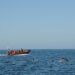 Golfinhos moram no Rio Sado, mas jantam ao largo da Nazaré