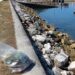 Docapesca recolheu lixo marinho no porto de pesca da Nazaré