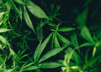 Homem detido por cultivo de estupefacientes em Monte Redondo