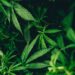 Homem detido por cultivo de estupefacientes em Monte Redondo